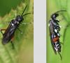 Macrophya punctumalbum